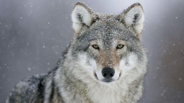 Close up of gray wolf covered in snow in a winter forest environment