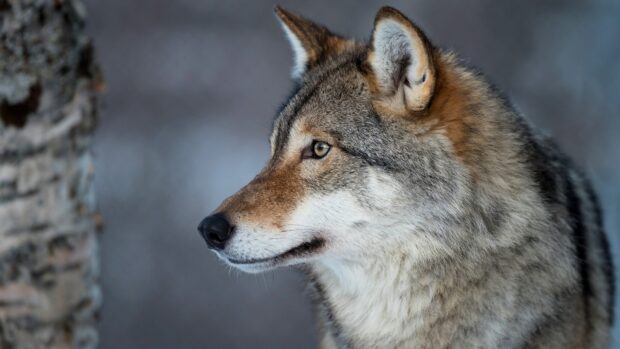 Close up of gray wolf looking intently in natural habitat