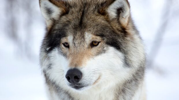 A close up of a gray wolf in the snowy forest showing detailed fur and amber eyes