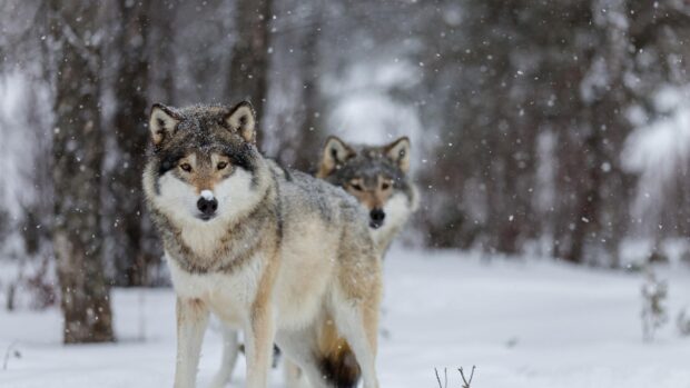 A gray wolf standing in the snowy forest with another gray wolf in the background