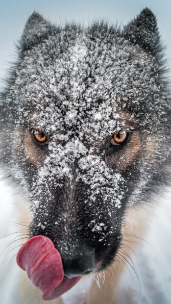 Close up of a gray wolf with snow on its fur and its tongue out in winter