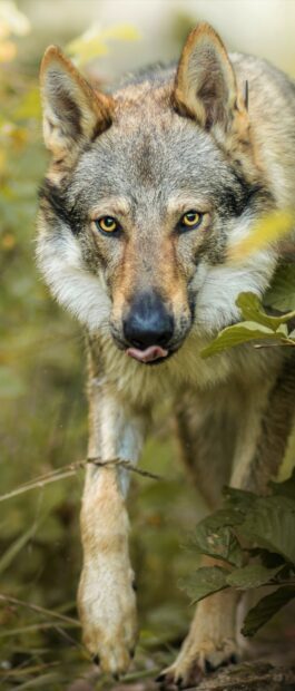 Close up of a gray wolf walking through the forest with focused eyes