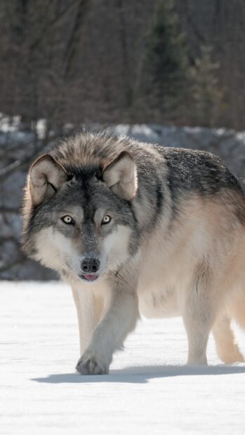A gray wolf walking cautiously on snow in a winter forest environment