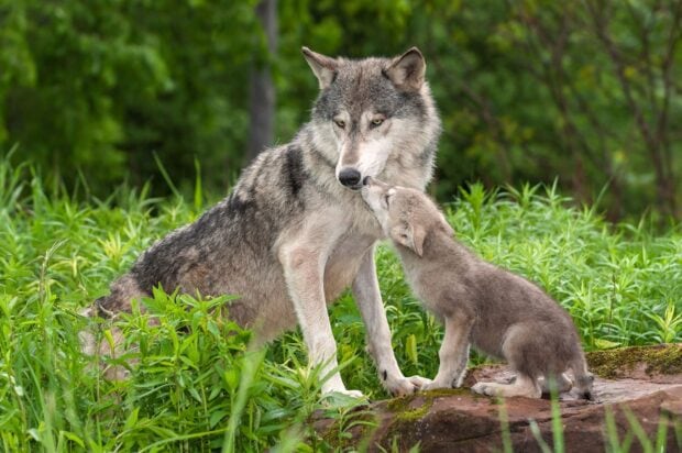 A gray wolf and her pup showing affection in a green forest setting