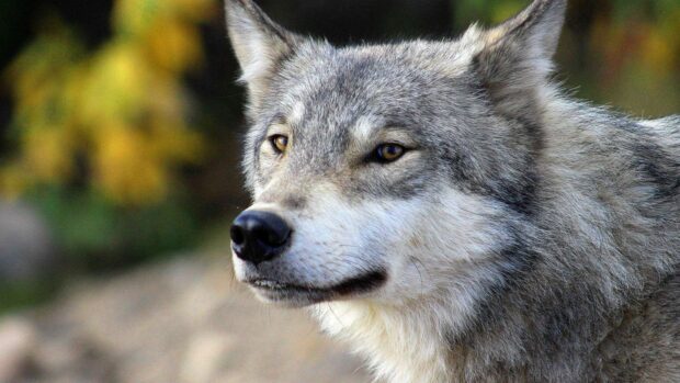 Close up of a gray wolf showing its detailed fur and focused eyes in natural surroundings