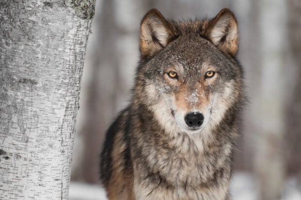 Gray wolf standing near a tree in a snowy forest with focused amber eyes