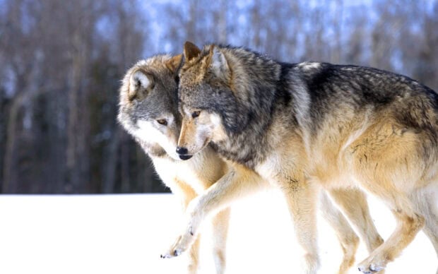 Two gray wolves showing affection in a snowy forest environment