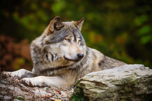A gray wolf resting on the ground surrounded by natural forest elements
