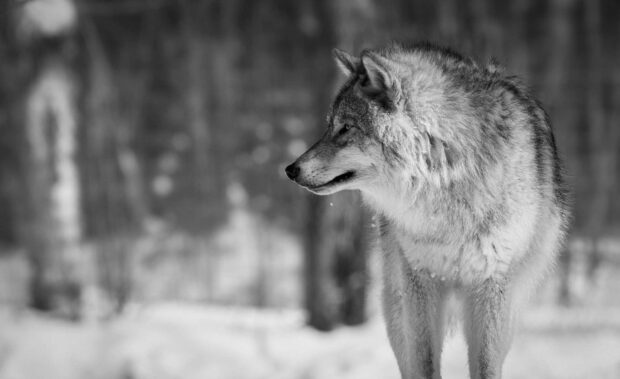 A gray wolf standing in a snowy forest showing detailed fur and alert expression