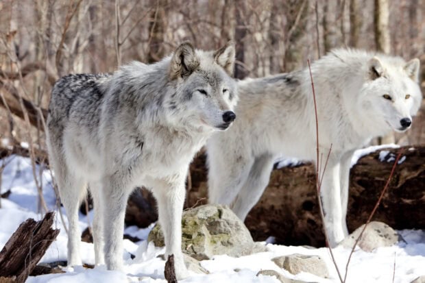 A gray wolf standing in a snowy forest showing its thick fur and alert expression