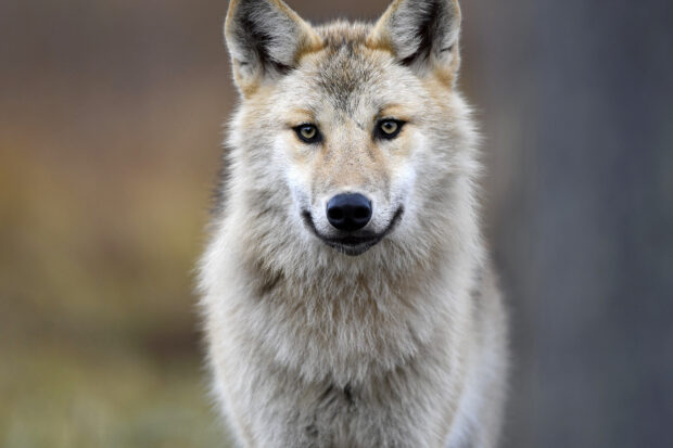 Close up of a gray wolf looking directly with alert eyes