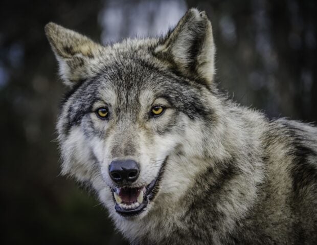 Close up of a gray wolf showing its face with yellow eyes and detailed fur in natural habitat