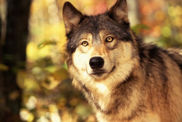 A close up of a gray wolf with golden eyes in a natural forest setting