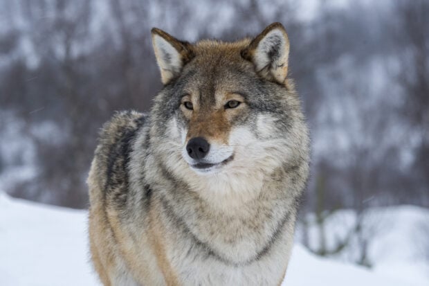 Close up of a gray wolf standing in the snowy forest in winter