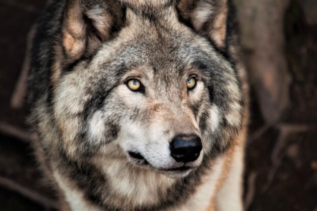 Close up of a gray wolf staring intently into the distance