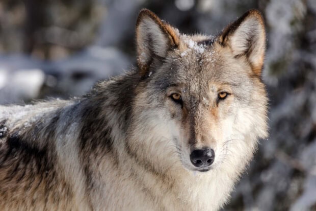 Close up of a gray wolf with snow on its fur in a natural setting