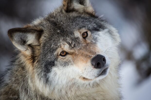 Close up of a gray wolf looking attentively in a snowy environment