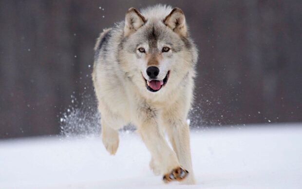 A gray wolf running swiftly through the snow in a winter forest environment