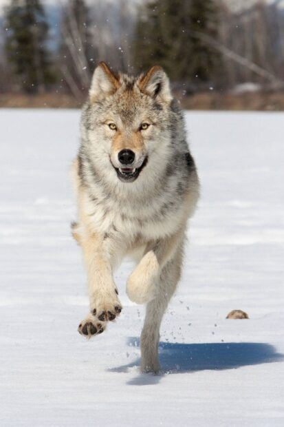 Gray wolf running through the snow in a winter forest environment