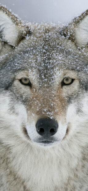 Close up of a gray wolf face covered in snowflakes in a natural setting