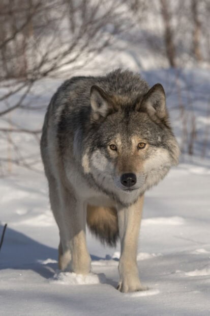 A gray wolf walking through the snow in a winter forest setting
