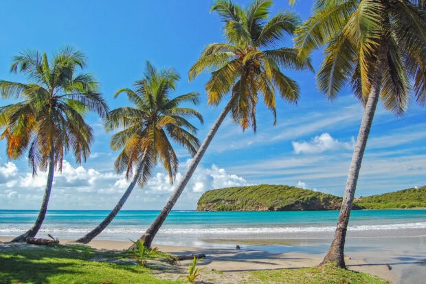 Palm trees along the beautiful coast of Grenada on a sunny day with clear blue sky