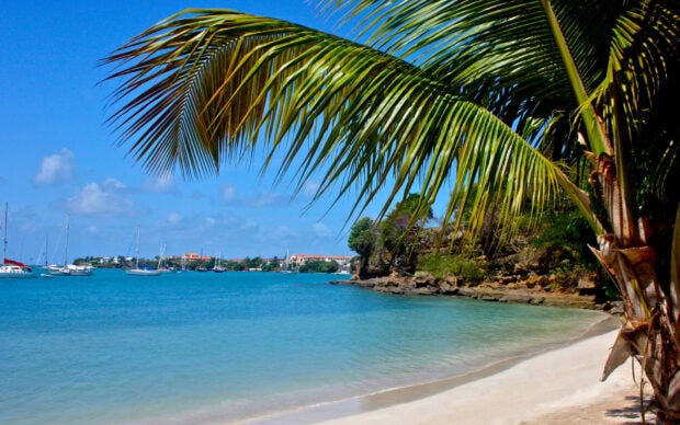 A tropical beach with palm trees and clear blue water in Grenada