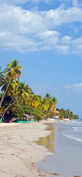 Tropical Haiti coast with palm trees and sandy beach under blue sky