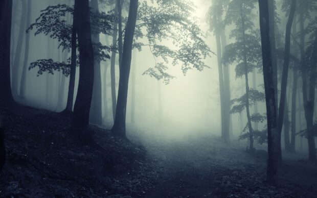 Dense forest with eerie fog creating a haunted forest atmosphere at dusk