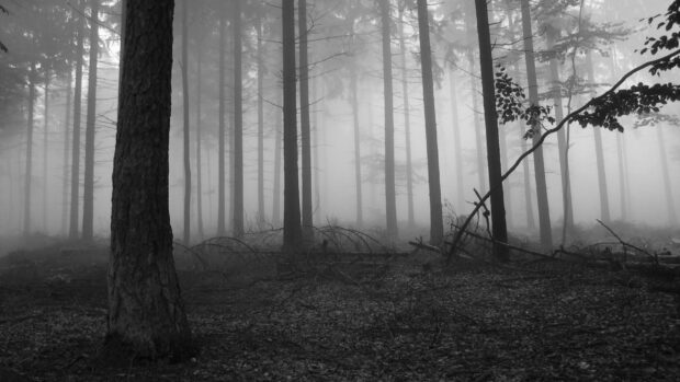 A misty haunted forest with tall trees in a dense atmosphere of eerie fog