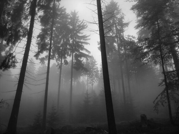 Misty forest with tall ancient trees creating a haunted forest atmosphere