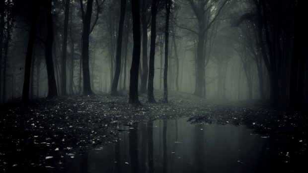 Dark forest with bare trees and fog creating a haunted forest atmosphere