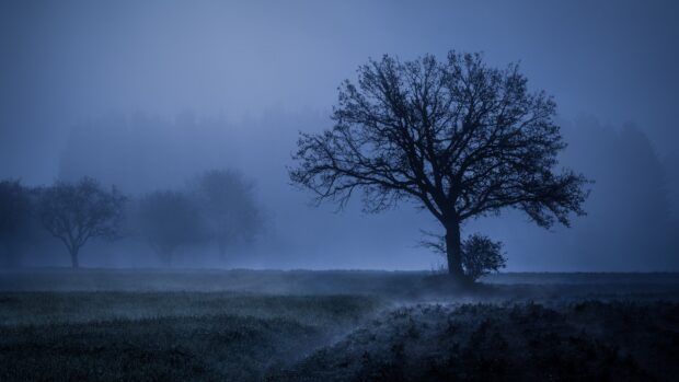 A haunted forest scene with eerie fog and bare trees in the dark blue night