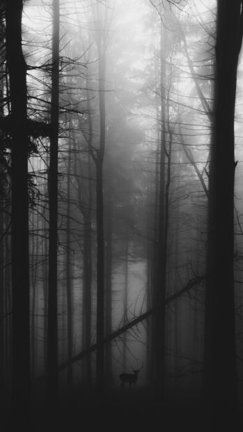 A mysterious haunted forest with tall trees and a lone deer standing in the fog