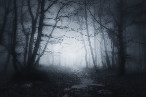 A foggy haunted forest path with bare trees creating a spooky atmosphere