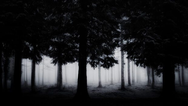 Dark misty haunted forest with towering trees and eerie atmosphere in HD quality