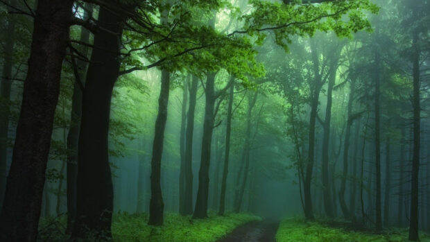Dense haunted forest with tall trees and misty atmosphere on a dark pathway