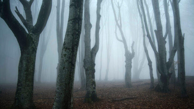 A foggy haunted forest with tall bare trees and fallen leaves on the ground