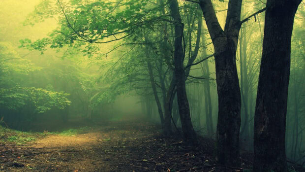 A misty haunted forest path surrounded by tall trees and dense foliage