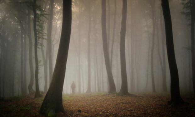 A misty haunted forest with tall trees and a lone figure standing among them