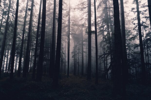 Dark and misty haunted forest creates spooky atmosphere