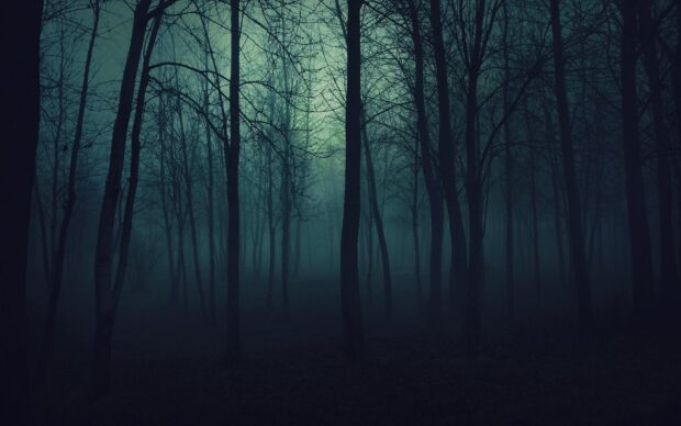 Dark eerie forest with tall leafless trees in a mysterious haunted forest