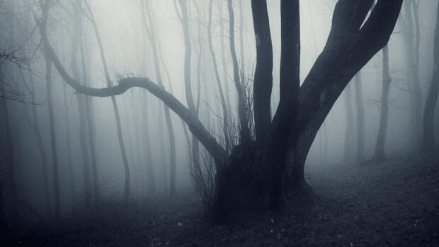 Dark forest with eerie bare trees in foggy haunted forest