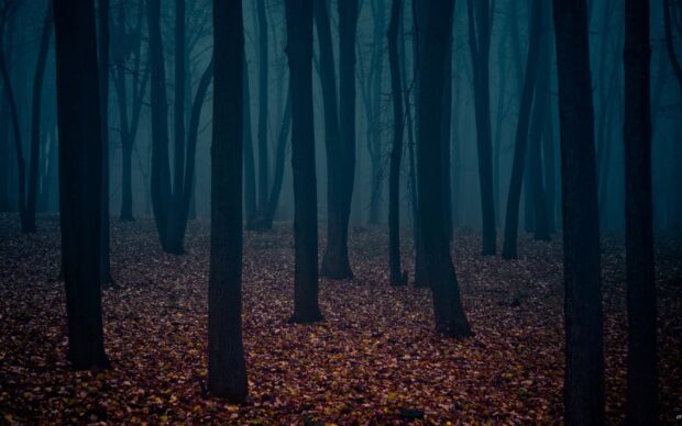 Dark forest with fallen leaves creating a haunted forest atmosphere in dense woods