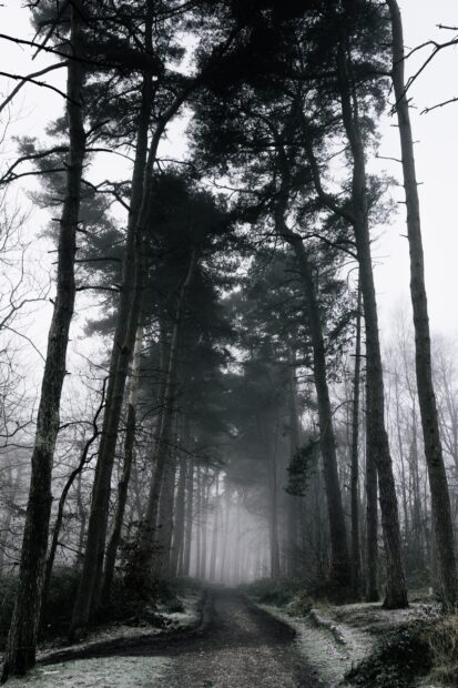 A misty path surrounded by tall trees in a haunted forest creating an eerie atmosphere
