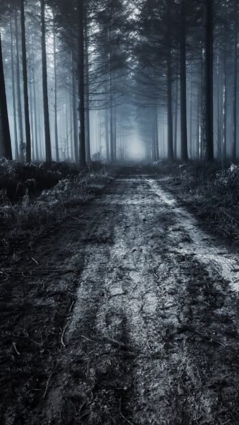 Dark path through a haunted forest with tall trees and fog in the distance