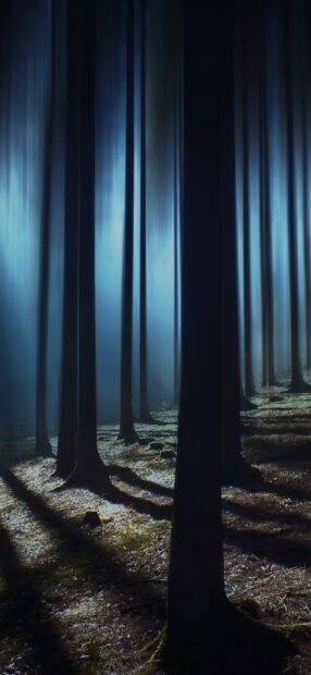 Dark forest with eerie mist and tall trees creating a haunted forest atmosphere