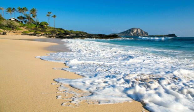 A sandy beach with palm trees and waves on the Hawaiian Islands shore
