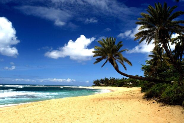 A tropical Hawaiian Islands beach with palm trees and blue ocean under a bright sky