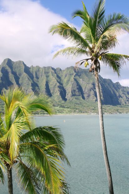 Tall palm trees overlooking the Hawaiian Islands coastline and lush mountains